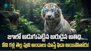 దైవ భూమిలోకి తొలిసారి నీలి కళ్ల తెల్ల పులి ఎంట్రీ! 556 కిలోమీటర్లు ప్రయాణం