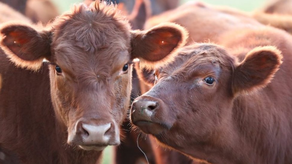 నైజీరియా