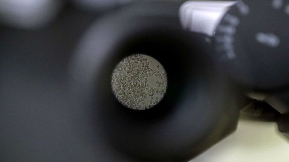 టి కణాలు టి కణాలు