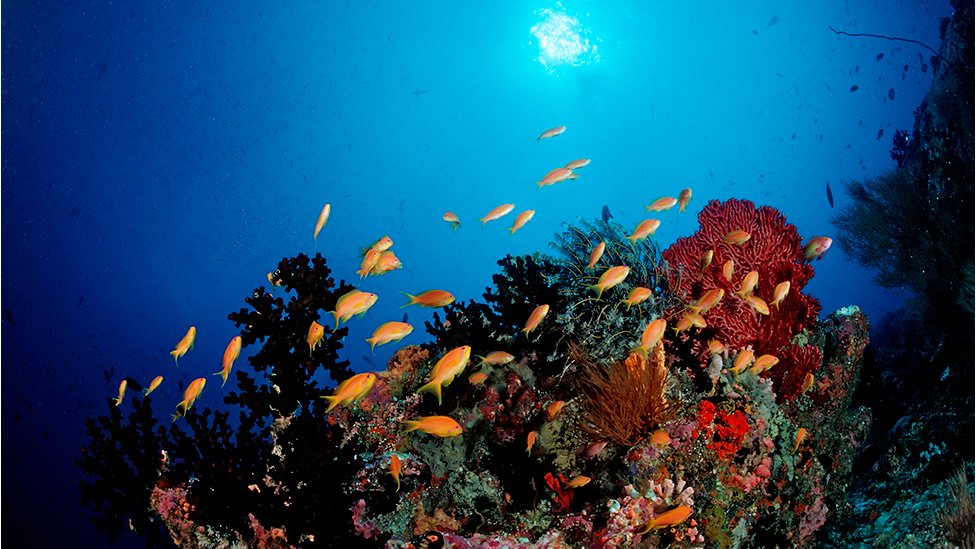 కృత్రిమ ద్వీప నిర్మాణంతో పగడపు దిబ్బలకు నష్టమేర్పడుతుందని చెబుతున్నారు కృత్రిమ ద్వీప నిర్మాణంతో పగడపు దిబ్బలకు నష్టమేర్పడుతుందని చెబుతున్నారు