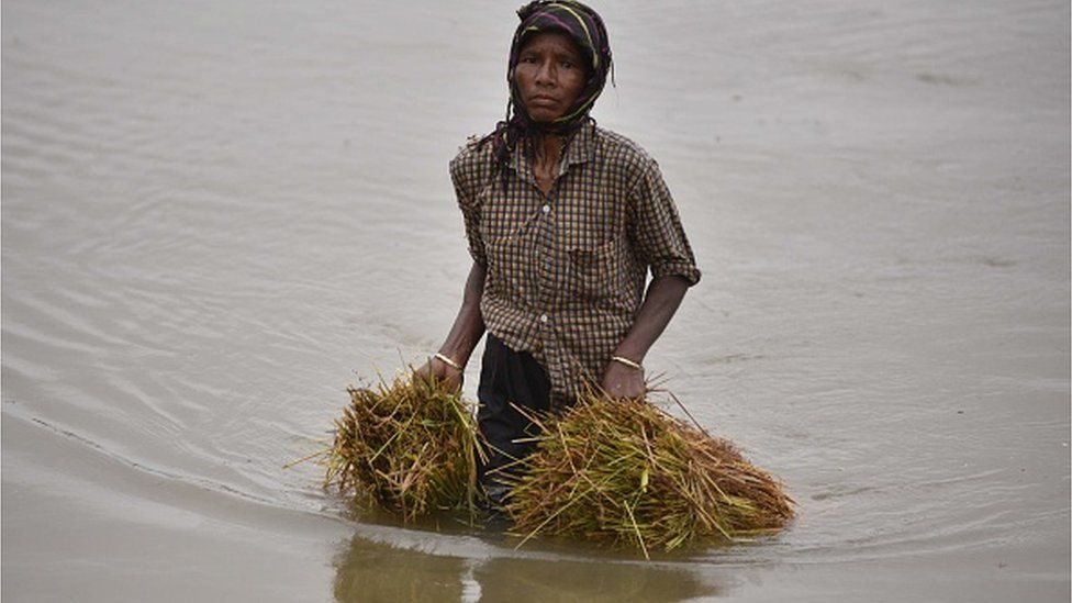 పంటల బీమా