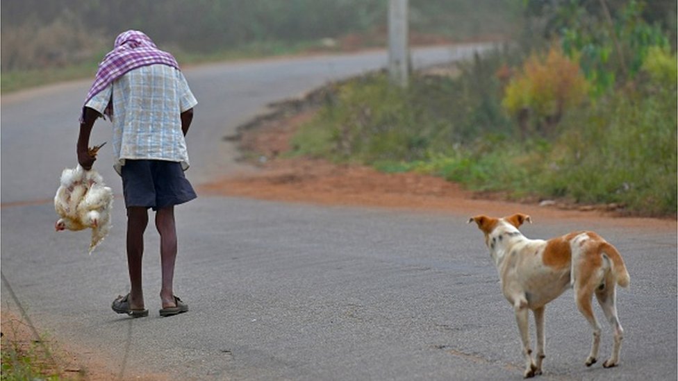 కుక్క