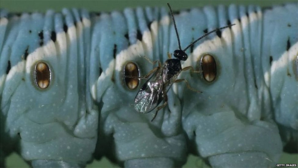 మిల్లీమీటరు పొడవున్న కందిరీగ కసావా మీలీబగ్ మీద మాత్రమే ఆధారపడి గుడ్లు పెడుతుంది