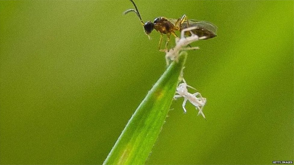 బయోకంట్రోల్ విధానం తెగుళ్ల మూలాల్లోకి వెళ్లగలిగే అవకాశాన్ని ఇస్తుంది