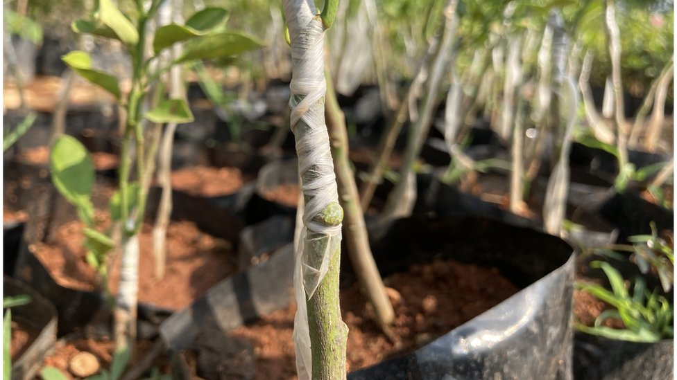 అమేయ కృషి వికాస కేంద్రం, బాల్ రెడ్డి అమేయ కృషి వికాస కేంద్రం, బాల్ రెడ్డి