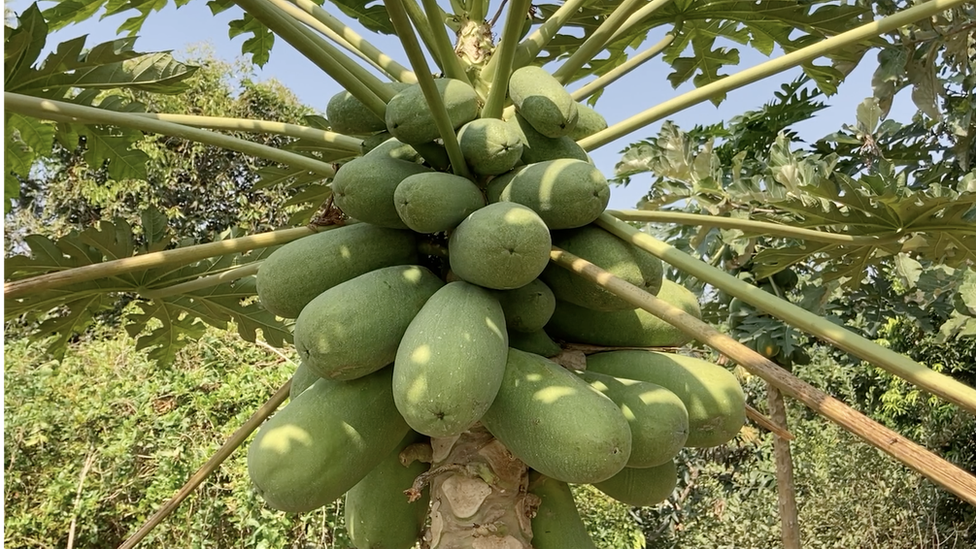 అమేయ కృషి వికాస కేంద్రం, బాల్ రెడ్డి అమేయ కృషి వికాస కేంద్రం, బాల్ రెడ్డి