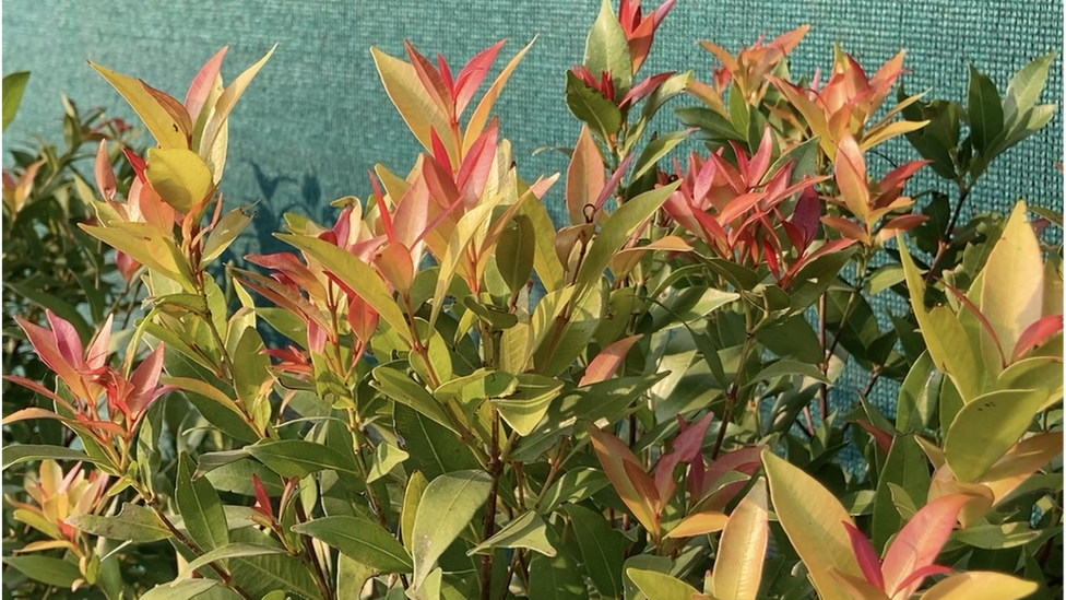 అమేయ కృషి వికాస కేంద్రం, బాల్ రెడ్డి అమేయ కృషి వికాస కేంద్రం, బాల్ రెడ్డి