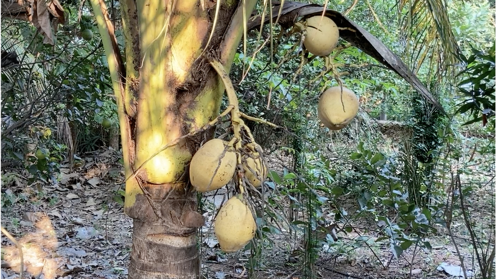 అమేయ కృషి వికాస కేంద్రం, బాల్ రెడ్డి అమేయ కృషి వికాస కేంద్రం, బాల్ రెడ్డి