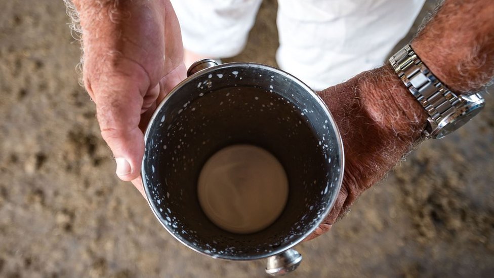 గాడిద పాలు