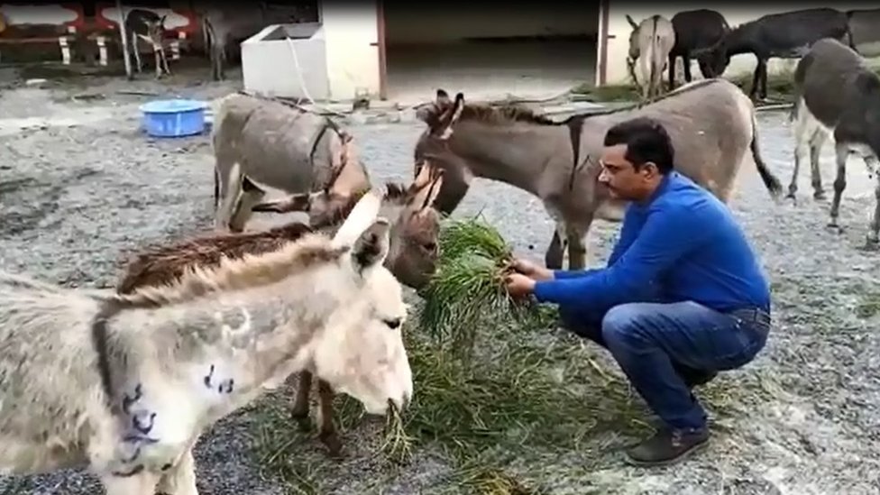 గాడిద పాలు, మాంసంలో లైంగిక శక్తిని పెంచే లక్షణాలు లేవని నిపుణులు చెబుతున్నారు