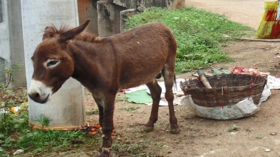 గాడిద మాంసం