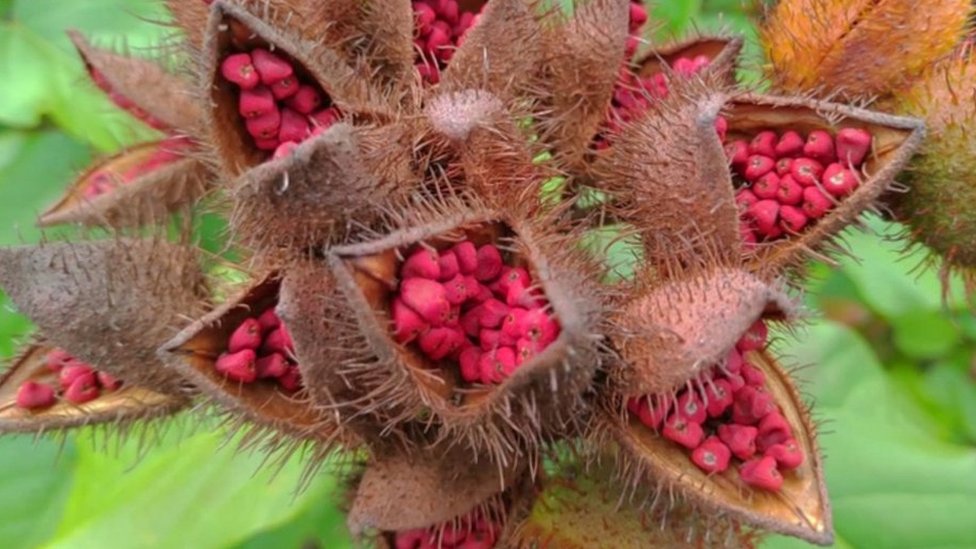 అనాటో మొక్క గింజలు