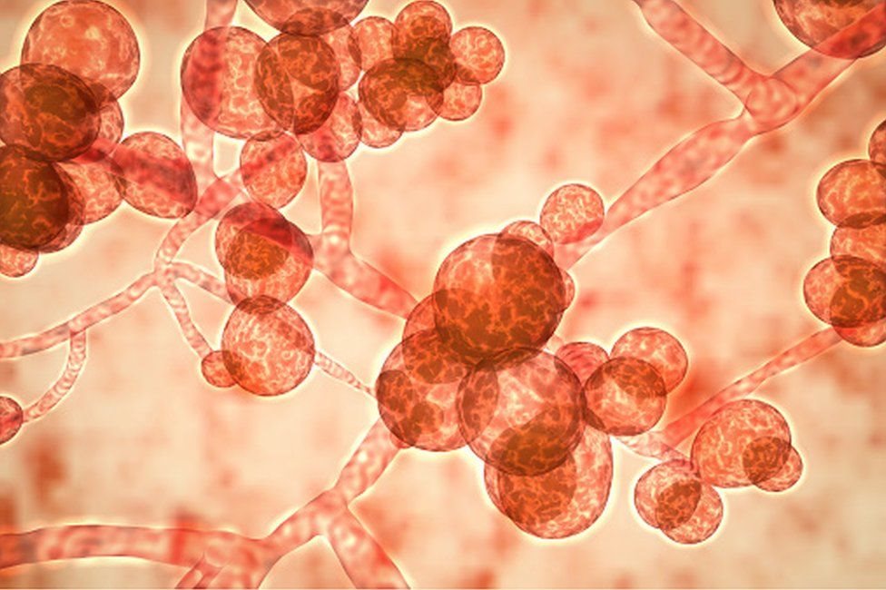 Candida auris Candida auris
