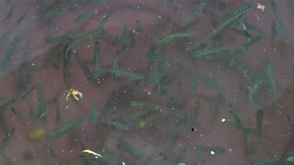 గాంబూసియా చేపలు