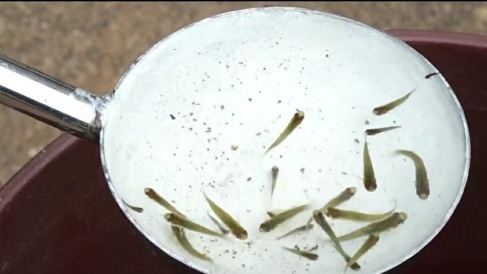 గంబుసియా చేపలు