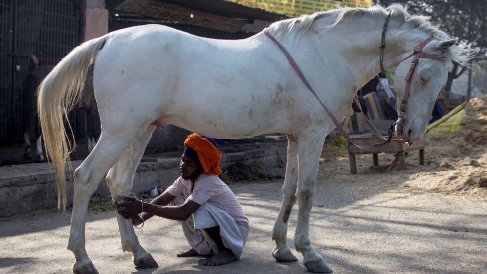 గుర్రం గుర్రం