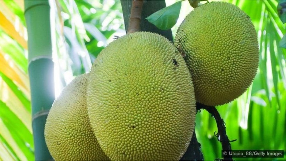 పనస కాయ పనస కాయ
