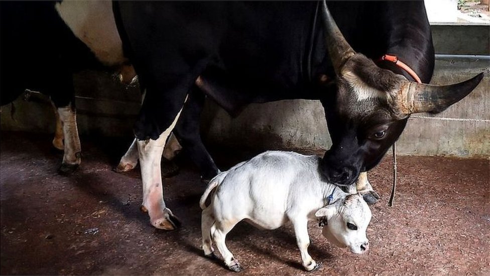 బంగ్లాదేశ్‌లో రాణి అనే ఆవు కేవలం రెండు అడుగుల పొడవు ఉంది.