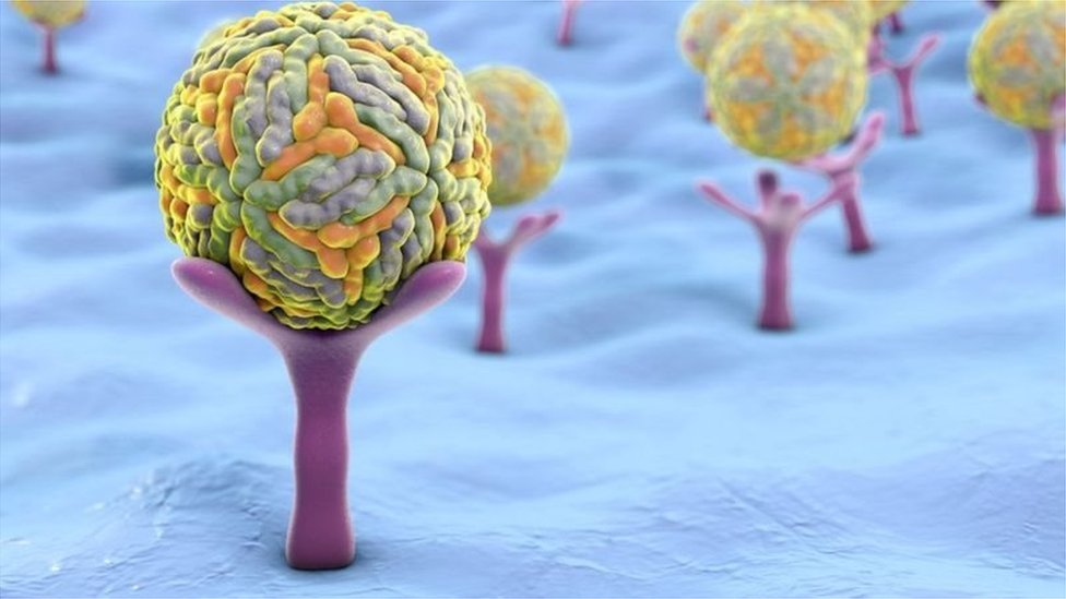 కరోనావైరస్