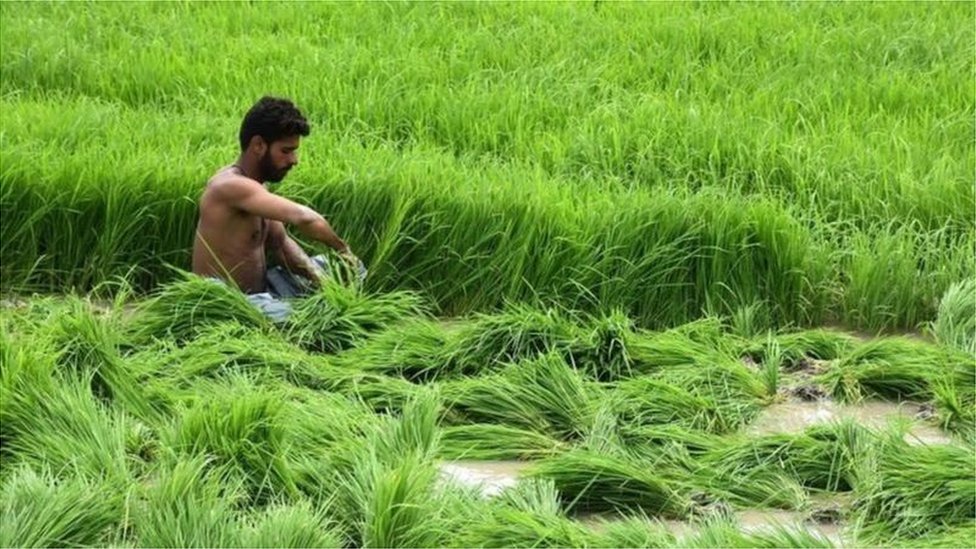 భారతదేశంలో 65 శాతం మంది జనాభాకు వరిఅన్నం ప్రధాన ఆహారం