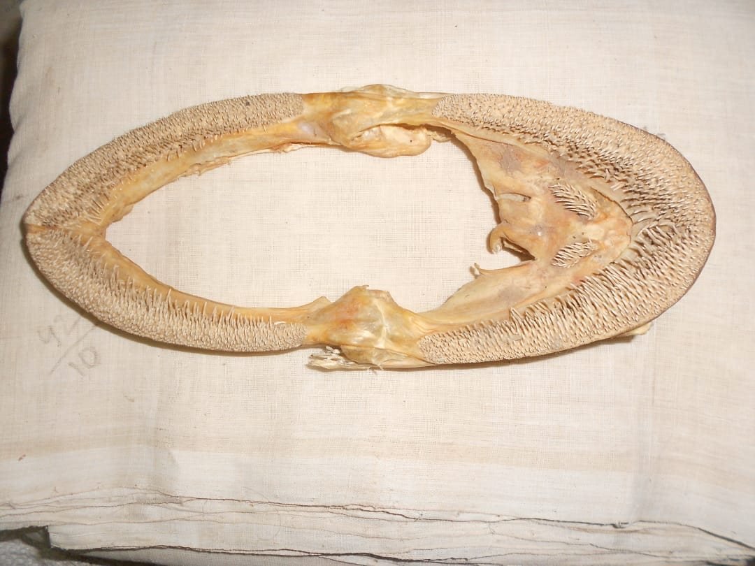 పొందూరు ఖాదీ నేతలో చేపముల్లు చాలా కీలకం పొందూరు ఖాదీ నేతలో చేపముల్లు చాలా కీలకం