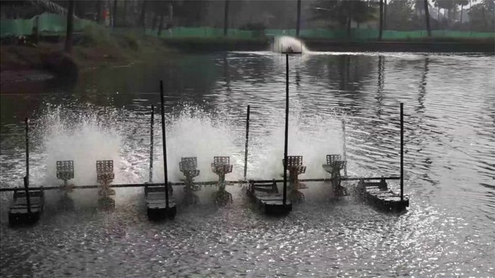 సమాచారం ఇవ్వకుండా కోతల వల్ల ఆక్వా రంగం తీవ్రంగా దెబ్బతినే ప్రమాదం ఉంది.