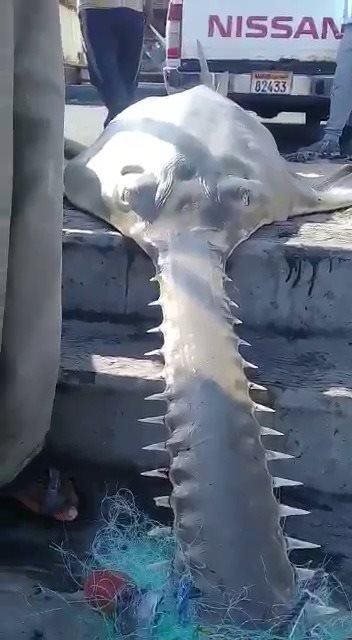 రంపపు చేప