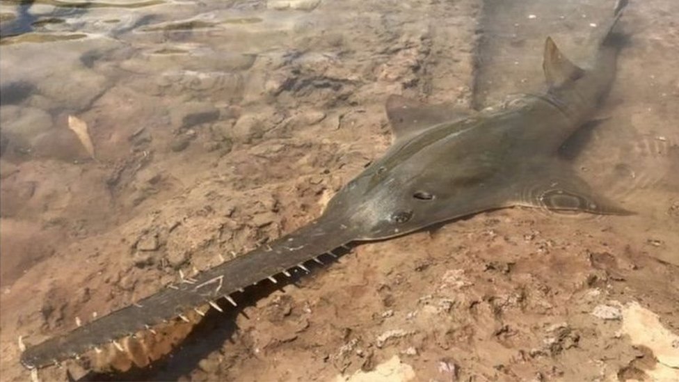 రంపపు చేప