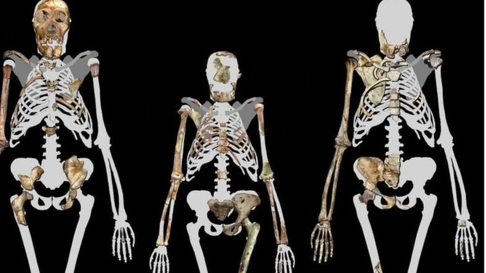 హోమినిన్స్