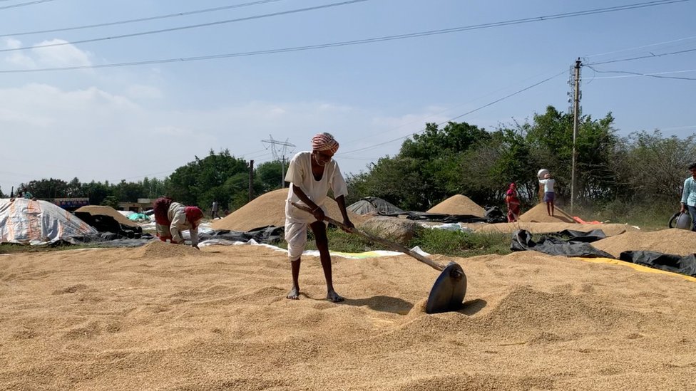 వడ్లను ఆరబెడుతున్న రైతు