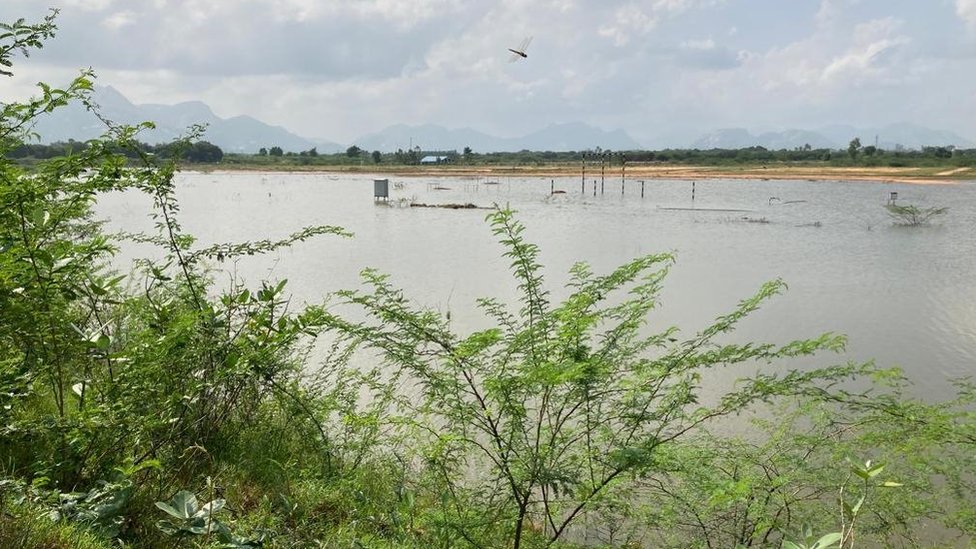 తిరుపతి: తుమ్మలగుంట చెరువు తిరుపతి: తుమ్మలగుంట చెరువు
