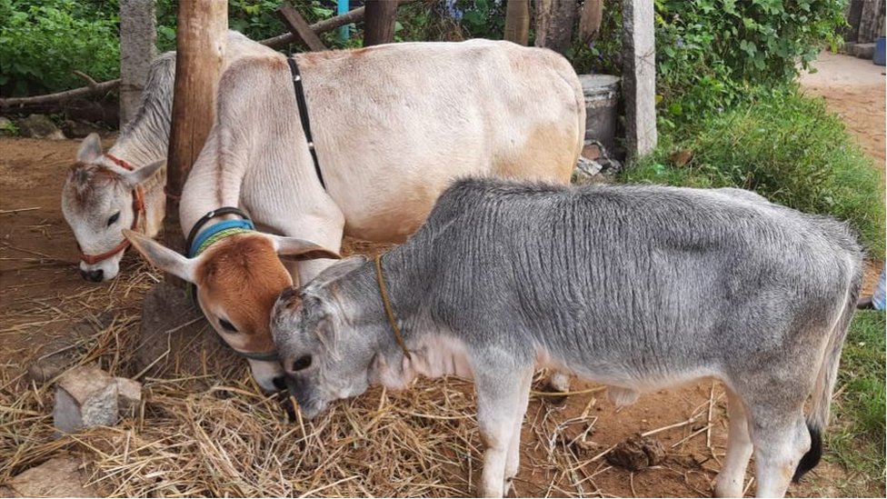 పుంగనూరు ఆవులు పొట్టి, ముద్దుగా చూడగానే ఆకర్షిస్తాయి పుంగనూరు ఆవులు పొట్టి, ముద్దుగా చూడగానే ఆకర్షిస్తాయి