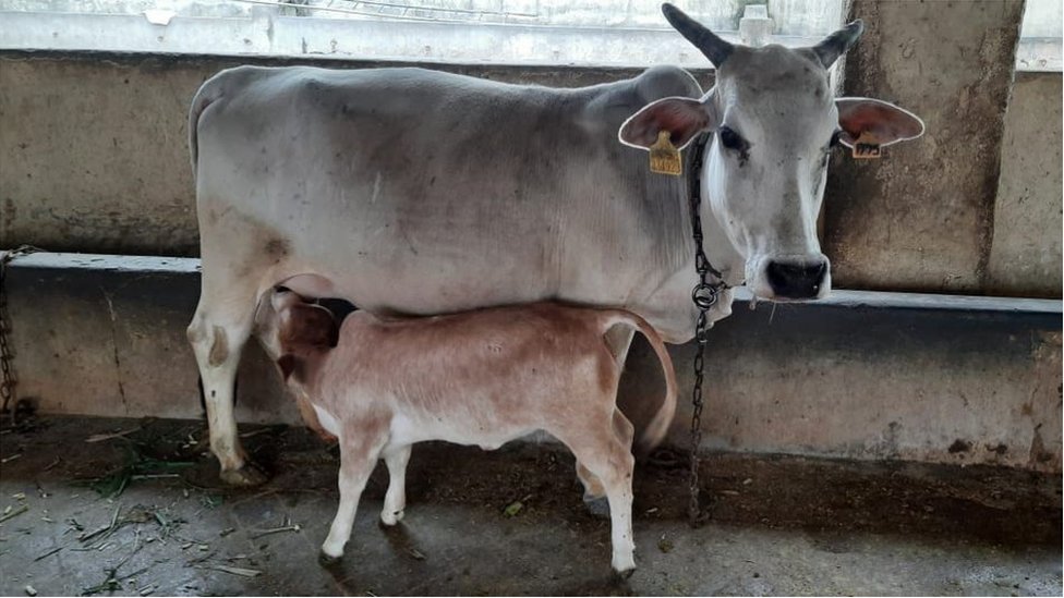 ఈ జాతి అంతరించిపోయే ప్రమాదంలో పడింది ఈ జాతి అంతరించిపోయే ప్రమాదంలో పడింది