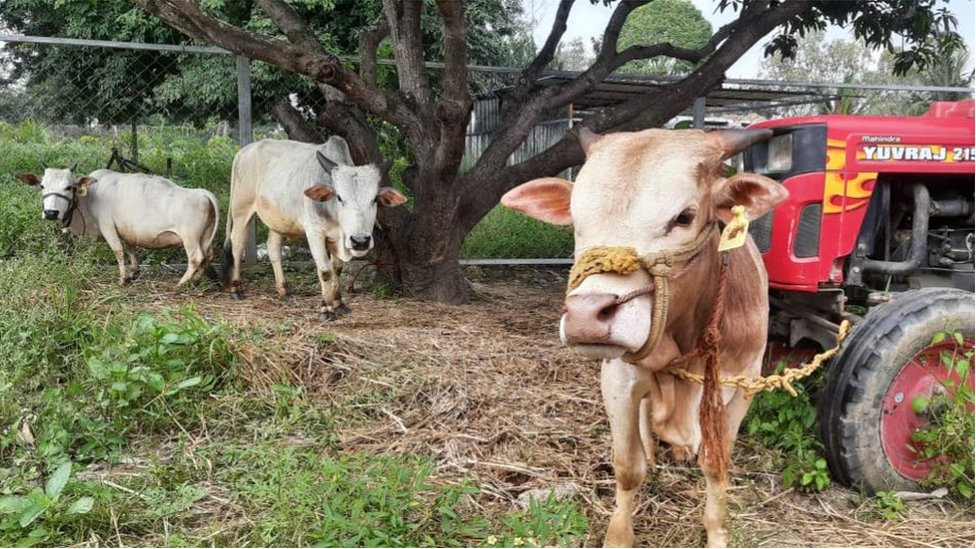 వీటి కాళ్లు పొట్టిగా ఉండి, ఎత్తు 70 నుంచి 90 సెంటీమీటర్లు ఉంటుంది. వీటి కాళ్లు పొట్టిగా ఉండి, ఎత్తు 70 నుంచి 90 సెంటీమీటర్లు ఉంటుంది.