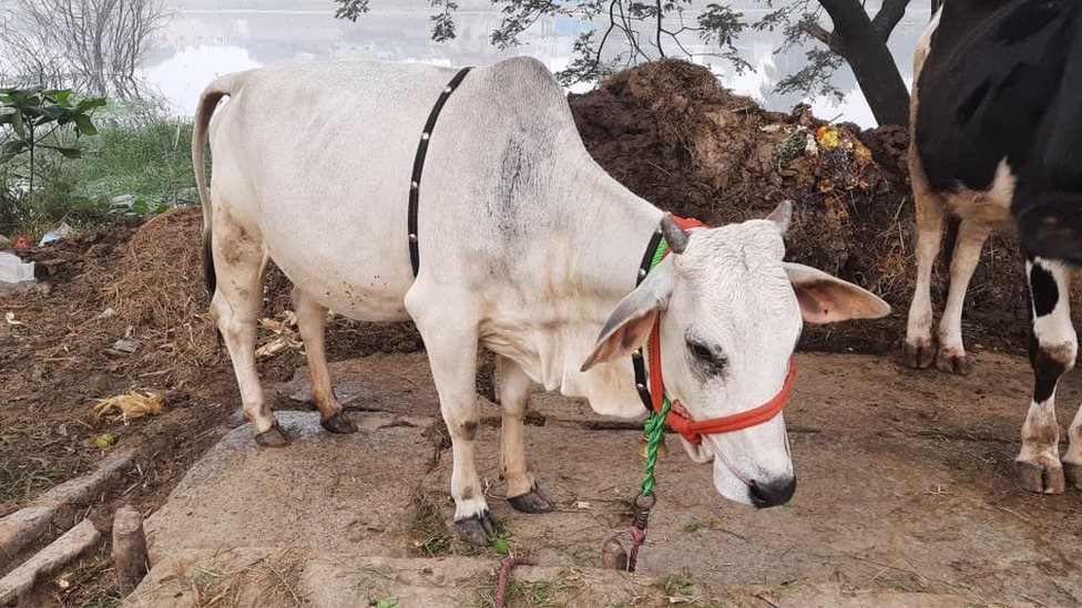పుంగనూరు ఆవులు పుంగనూరు ఆవులు