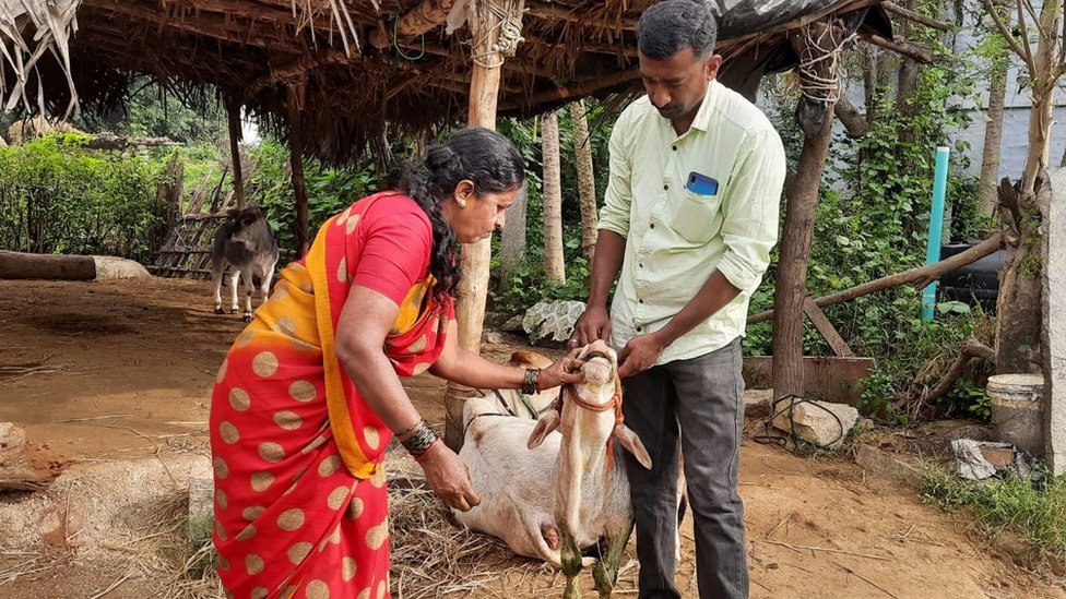 పుంగనూరు ఆవులు పొట్టి, ముద్దుగా చూడగానే ఆకర్షిస్తాయి పుంగనూరు ఆవులు పొట్టి, ముద్దుగా చూడగానే ఆకర్షిస్తాయి