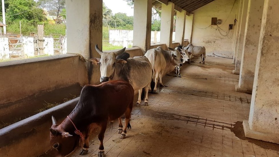 పుంగనూరు ఆవులు పుంగనూరు ఆవులు