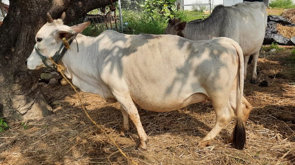 పుంగనూరు ఆవులు పొట్టి, ముద్దుగా చూడగానే ఆకర్షిస్తాయి పుంగనూరు ఆవులు పొట్టి, ముద్దుగా చూడగానే ఆకర్షిస్తాయి