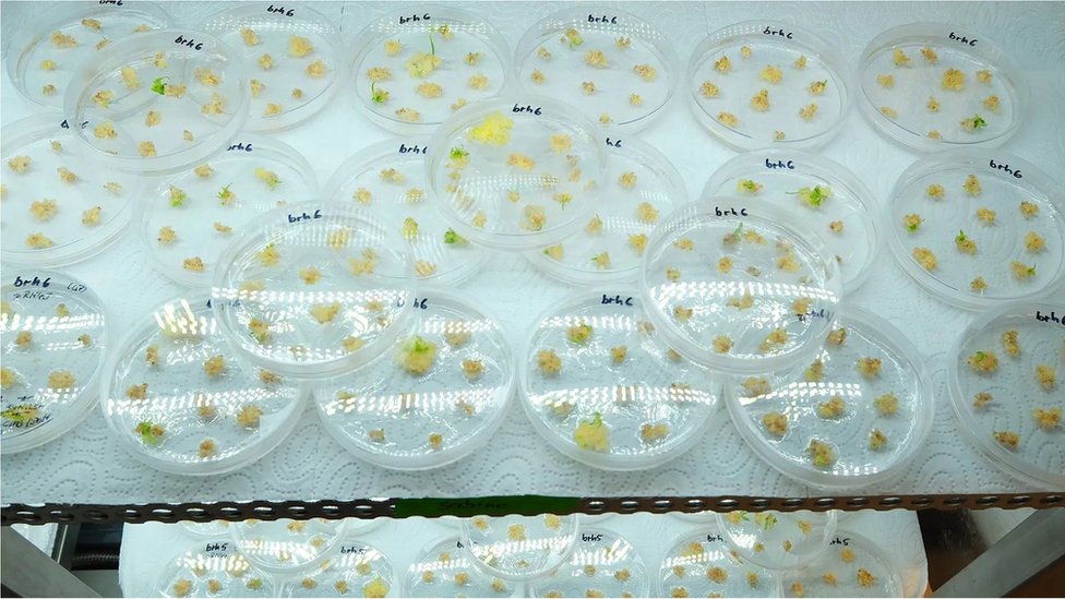 నమూనాలు