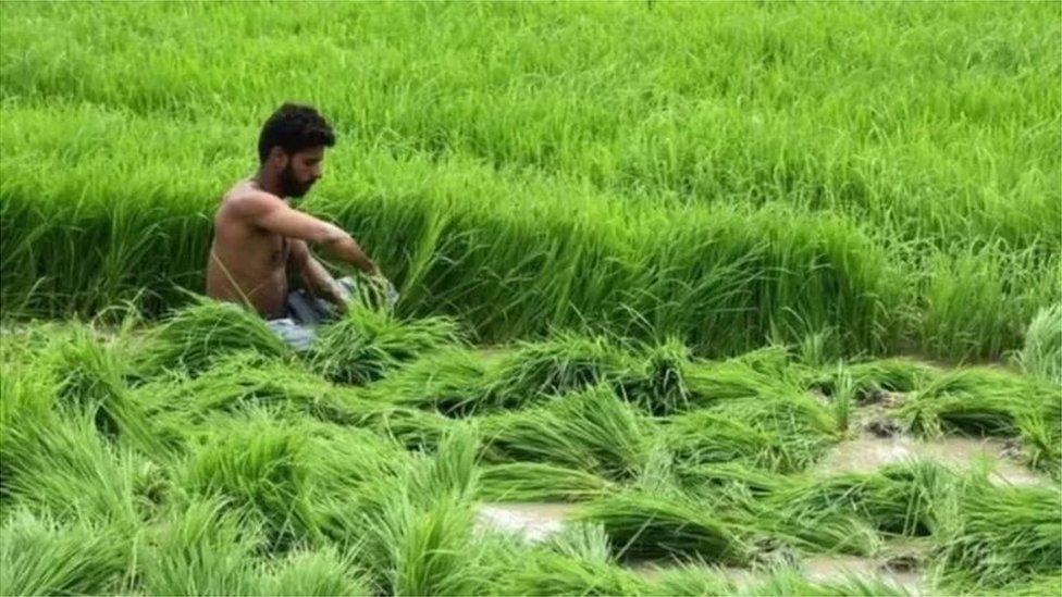 వరి వరి