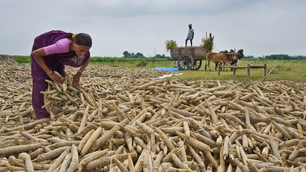 చిరుధాన్యాల పొలంలో మహిళా రైతు