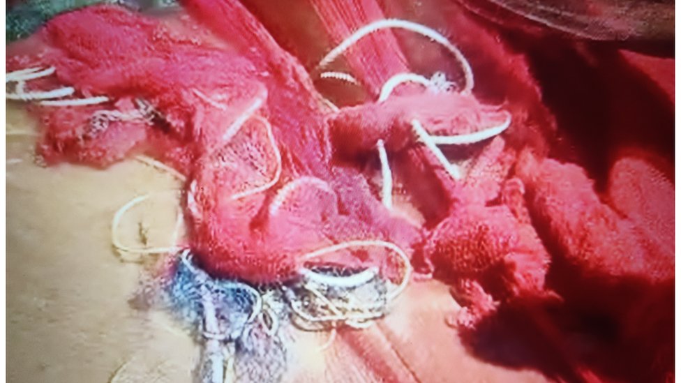 రింగు వలల వివాదం