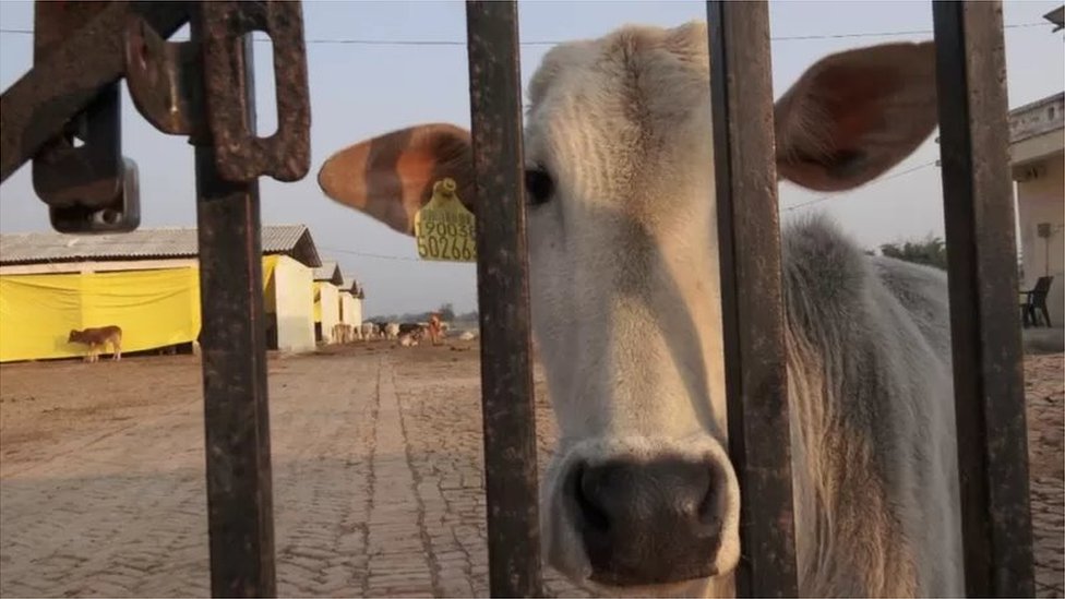 ఓ గోశాలలో ఆవు