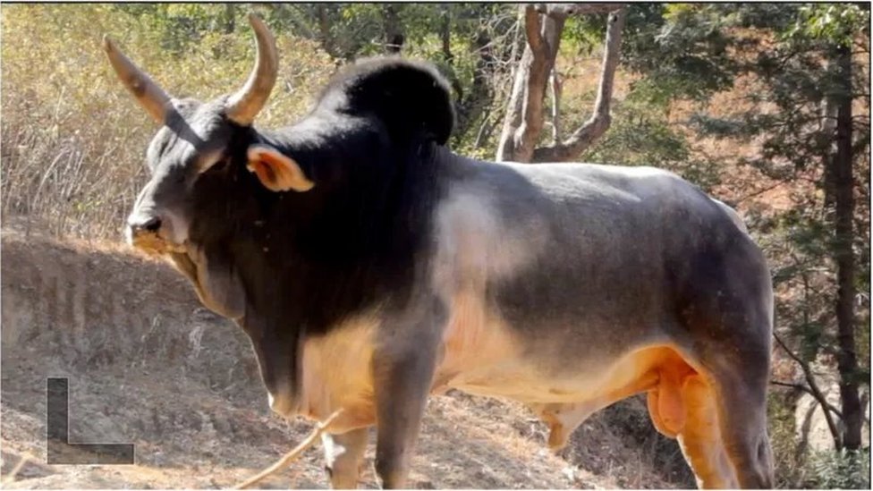 ఉత్తర్ ప్రదేశ్‌లో ఎవరివీ కాని ఇలాంటి ఎద్దులు అనేకం కనిపిస్తాయి