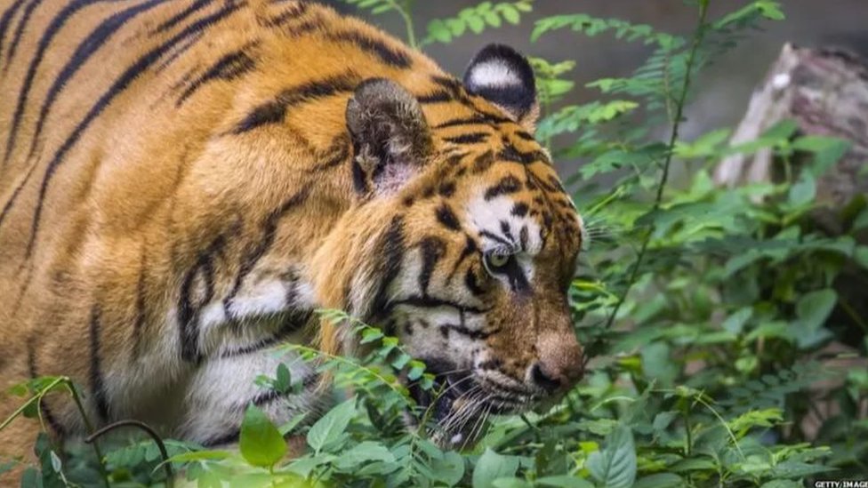 పులుల మరణాలకు అటవీ నిర్మూలన ప్రధాన కారణం అంటున్నారు నిపుణులు