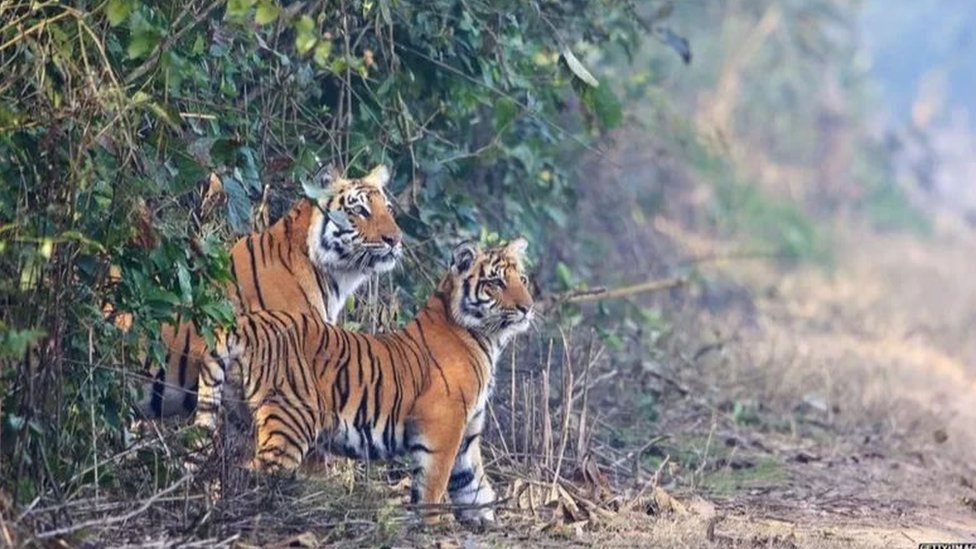ముప్ఫై శాతం పులులు అభయారణ్యాలకు బయట ఉన్నాయి