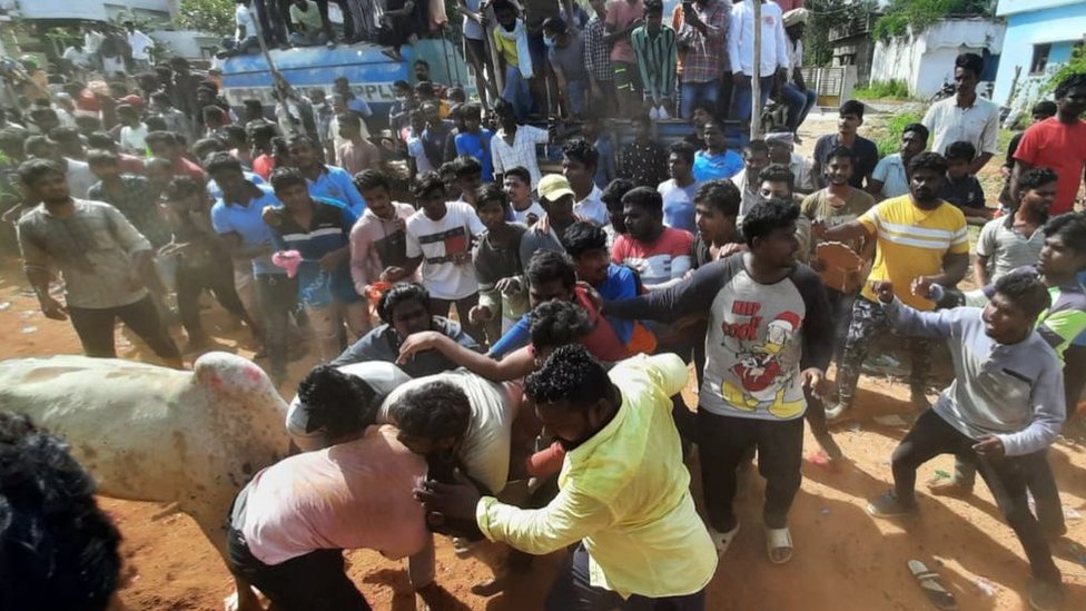 చిత్తూరు జిల్లాలో జరిగే పశువుల పండుగ చిత్తూరు జిల్లాలో జరిగే పశువుల పండుగ