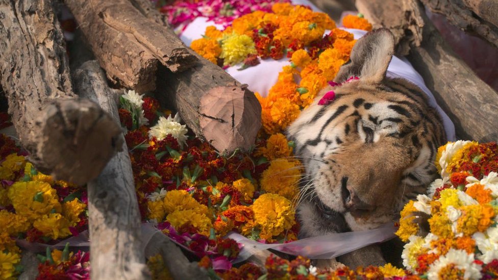 కాలర్‌వాలీ
