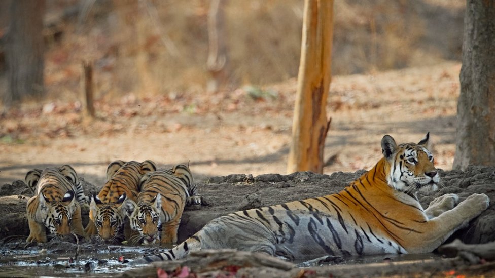 కాలర్‌వాలీ