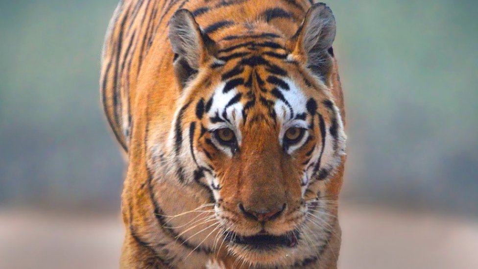 కాలర్‌వాలీ